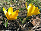 Yyellow crocus[